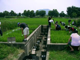 水田ライシメーターを用いた水稲栽培実験