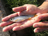 捕獲した魚類を特定、体長などを計測後、水路に戻す